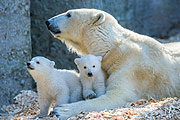 zurück zur Mama (©Foto Tierpark Helabrunn)